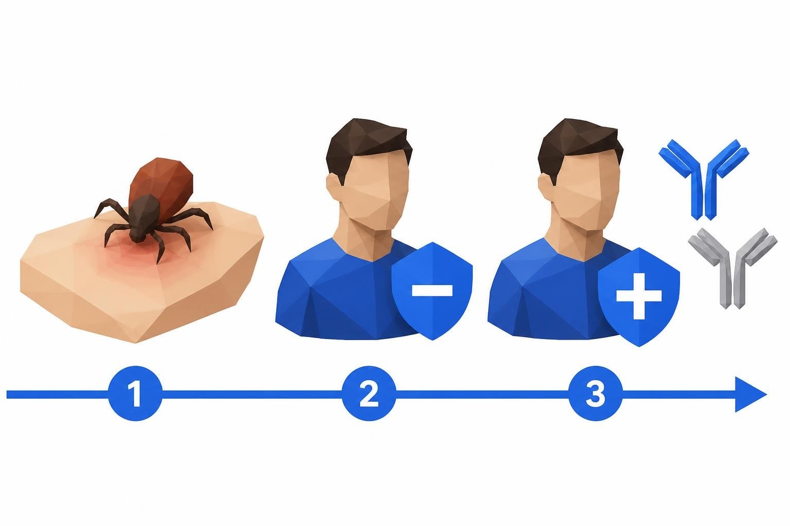 Lyme Disease Blood Test: When to Test After a Tick Bite