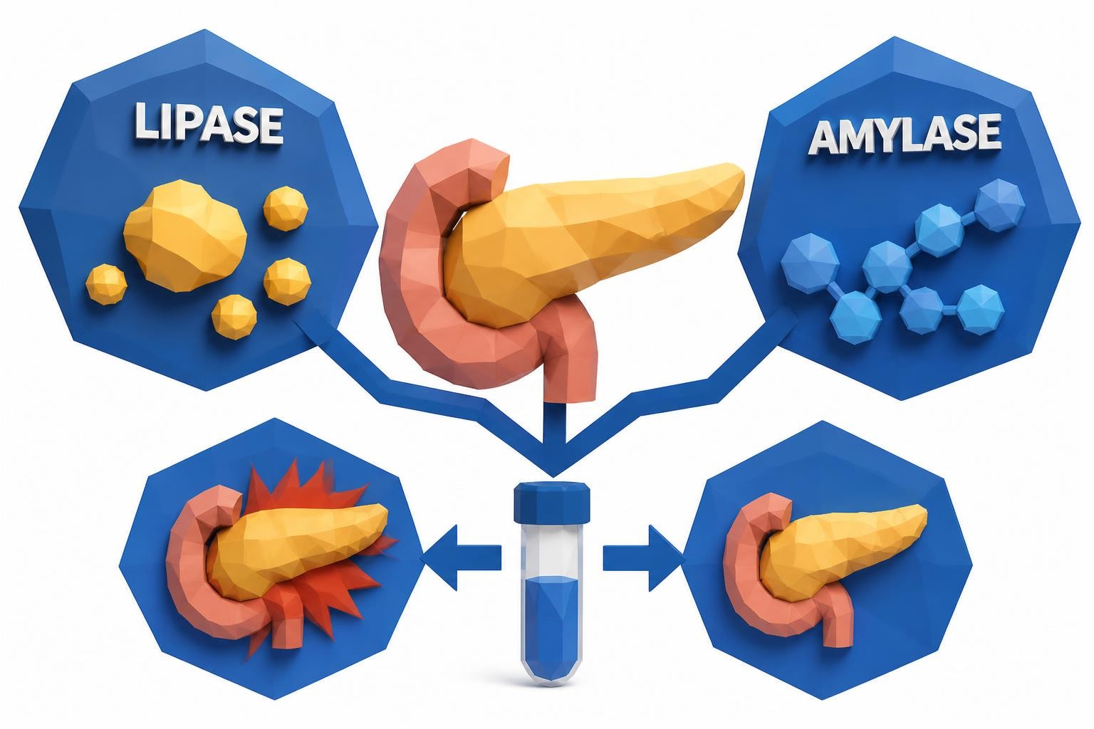 Lipase vs Amylase: Which Pancreas Test to Choose