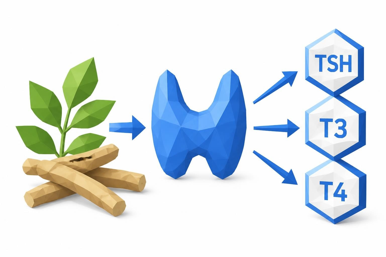 Does Ashwagandha Affect Thyroid Blood Tests?