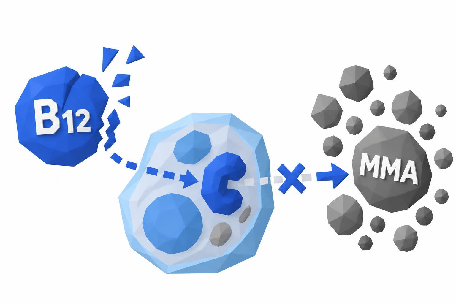 Methylmalonic Acid and B12 Deficiency Testing Guide