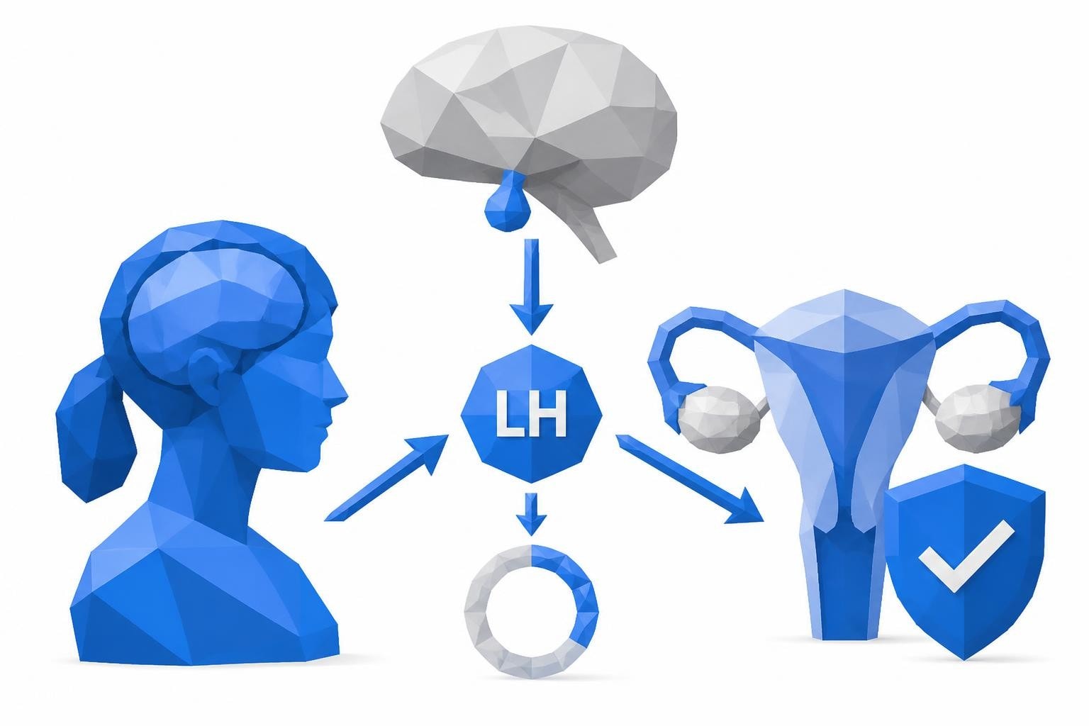 LH Blood Test: What Luteinizing Hormone Reveals