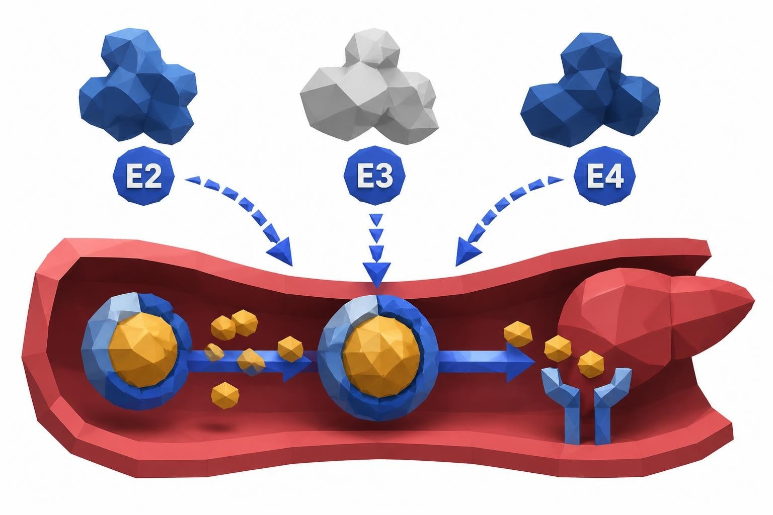 ApoE Genotype and Cholesterol: What You Need to Know