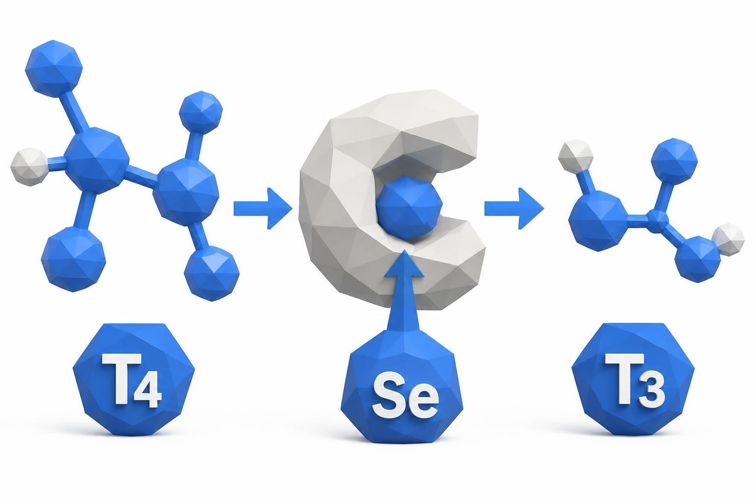 Selenium and Thyroid Hormone Conversion: A Complete Guide